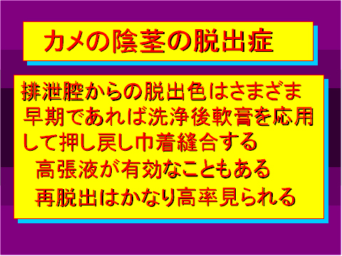 カメの陰茎の脱出症01