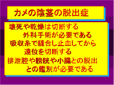 カメの陰茎の脱出症