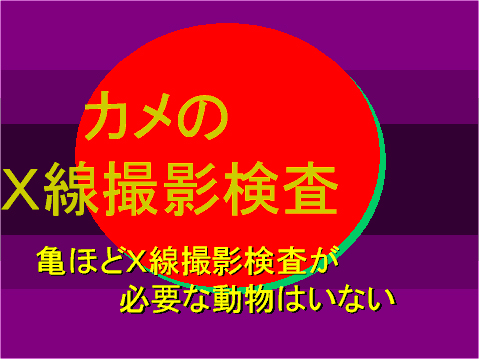 カメのX線撮影検査02