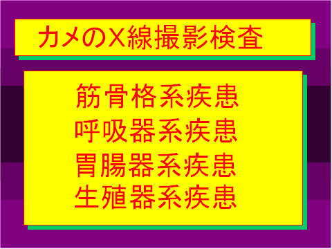 カメのX線撮影検査01