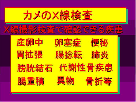 カメのX線検査02