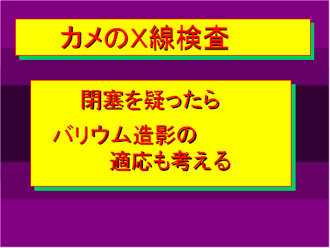 カメのX線検査03