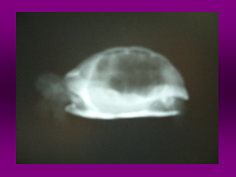カメのX線検査04