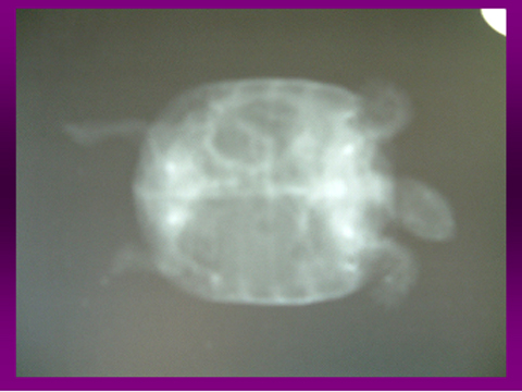 カメのX線検査06