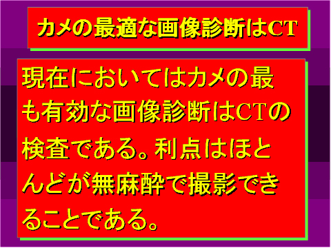カメの最適な画像診断はCT