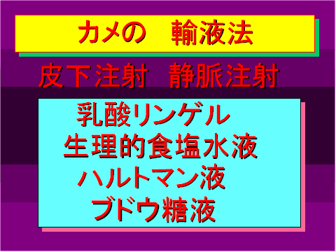 カメの輸液法03