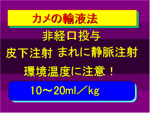 カメの輸液法03