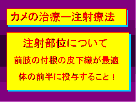 カメの治療‐注射療法