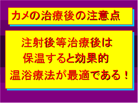 カメの治療後の注意点