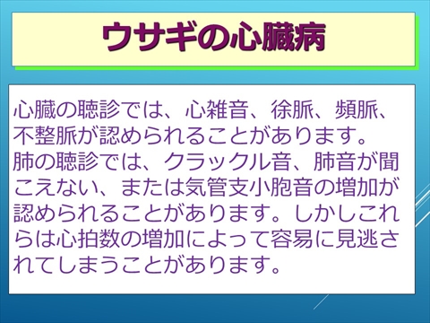 ウサギの心臓病10