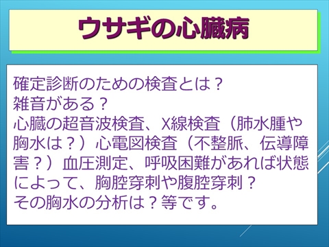 ウサギの心臓病11