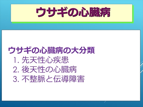 ウサギの心臓病14