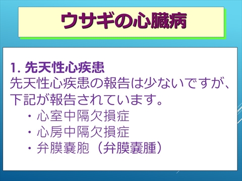 ウサギの心臓病15