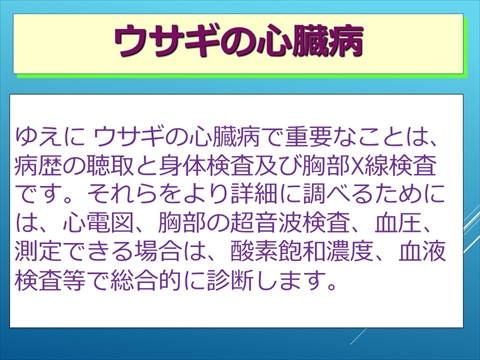 ウサギの心臓病20