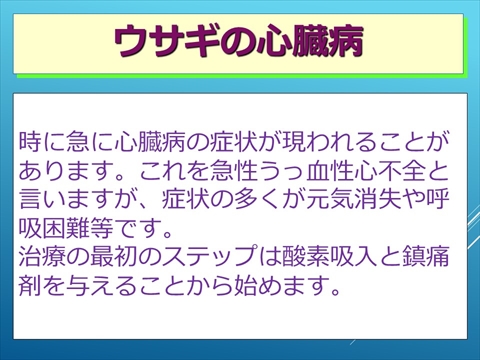 ウサギの心臓病21