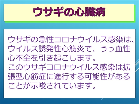 ウサギの心臓病02