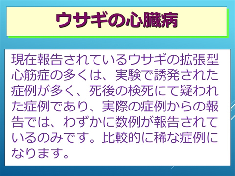ウサギの心臓病04