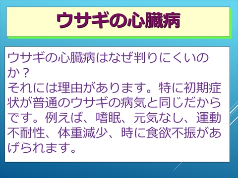 ウサギの心臓病07