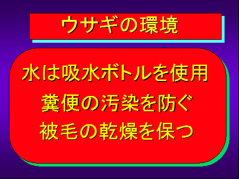 ウサギの環境01