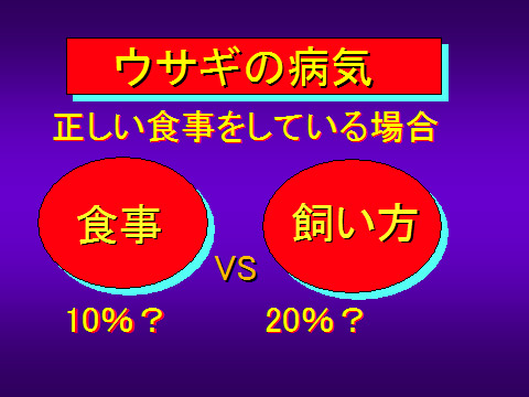 ウサギの病気03