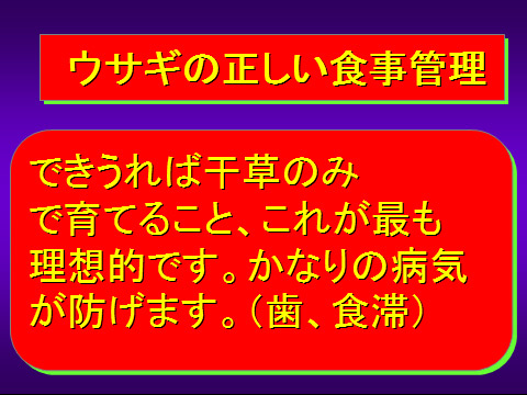ウサギの正しい食事管理01