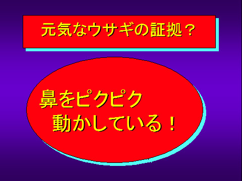 元気なウサギの証拠?