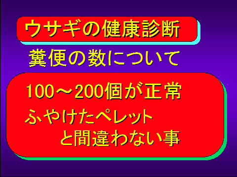 ウサギの健康診断02