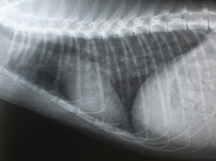 治療前のX線写真