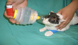 猫のエアゾール療法01