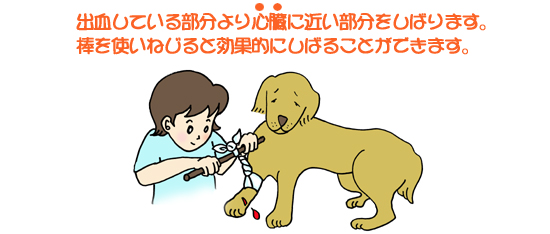 出血している部分良い心臓に近い部分をしばります