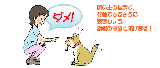 飼い主の指示で行動できるように躾ましょう