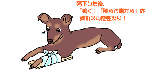 落下した後、「鳴く」、「触ると痛がる」は骨折の可能性あり