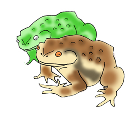 ヒキガエルによる中毒