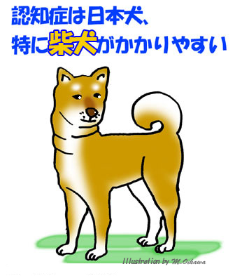 認知症は柴犬がかかりやすい