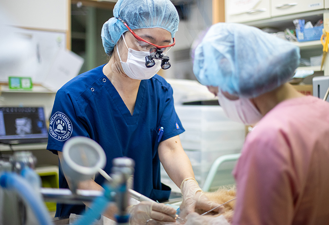 夜間緊急専門獣医師の募集