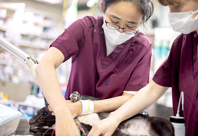 VT/Vet Tech海外免許保持者及び2年以上の留学経験者