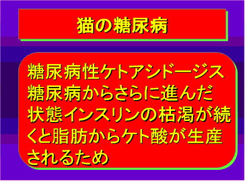 猫の糖尿病18