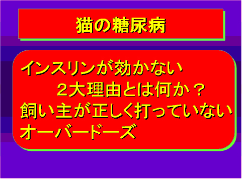 猫の糖尿病22