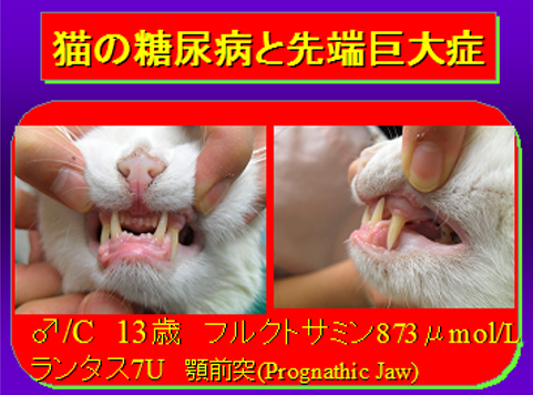 猫の糖尿病と先端巨大症04