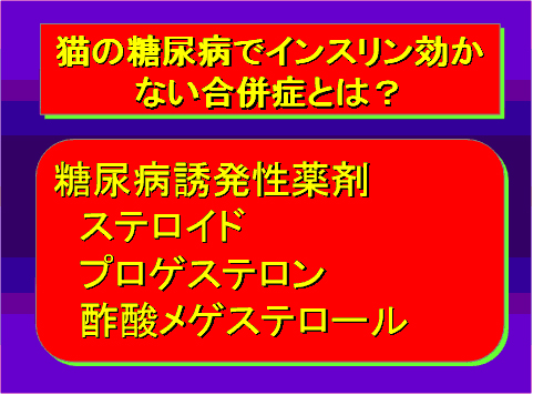 猫の糖尿病でインスリン効かない合併症とは?02
