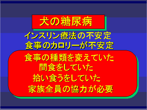 犬の糖尿病29