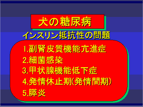犬の糖尿病36