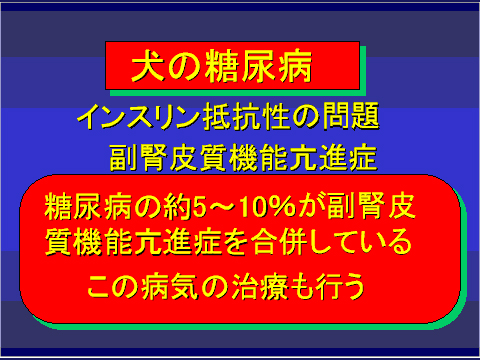 犬の糖尿病38