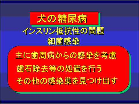 犬の糖尿病39