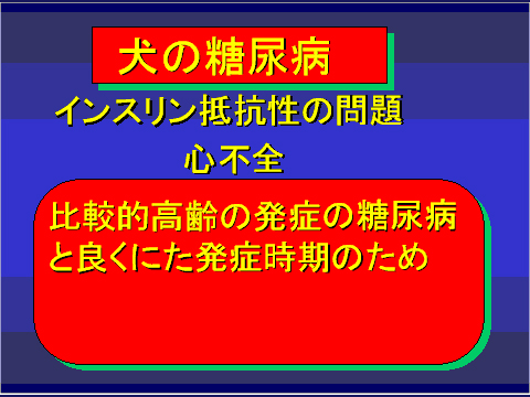 犬の糖尿病44