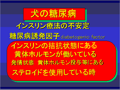犬の糖尿病47