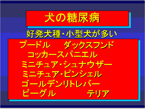 犬の糖尿病06