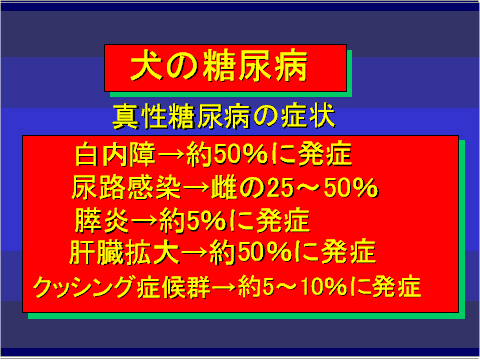 犬の糖尿病08
