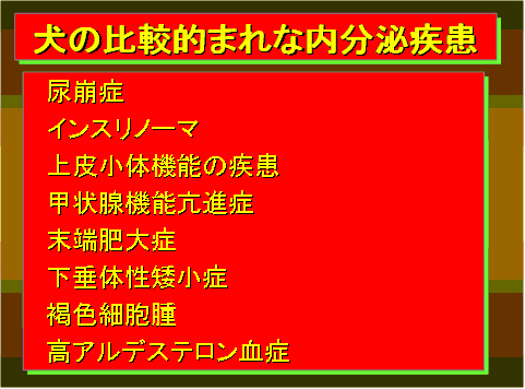 犬の比較的まれな内分泌疾患