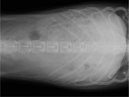 の単純X線検査像の側面像02